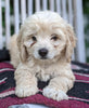 Cockapoo For Sale Dundee OH Female-Melanie
