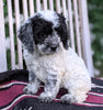 Cockapoo For Sale Dundee OH Female-Cindy