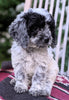 Cockapoo For Sale Dundee OH Female-Cindy