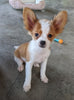ICA Registered Papillon For Sale Millersburg OH Male-Brody