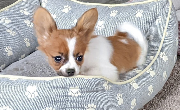 ICA Registered Papillon For Sale Millersburg OH Female-Bella