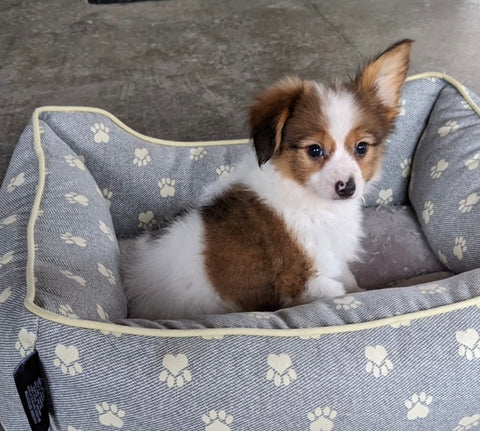 ICA Registered Papillon For Sale Millersburg OH Male-Conner