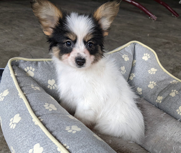 ICA Registered Papillon For Sale Millersburg OH Male-Carter