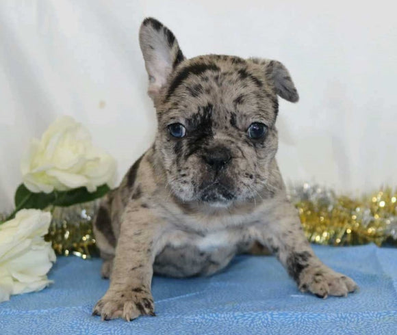 AKC Registered French Bulldog For Sale Wooster, OH Female- Paris