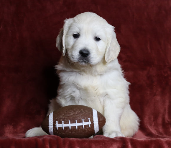 AKC Registered English Cream Golden Retriever For Sale Fredericksburg, OH Male- Parker