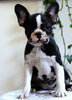 ICA Registered Frenchton Puppy For Sale Shiloh, OH Female- Patches