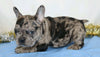AKC Registered French Bulldog For Sale Wooster, OH Female- Paula