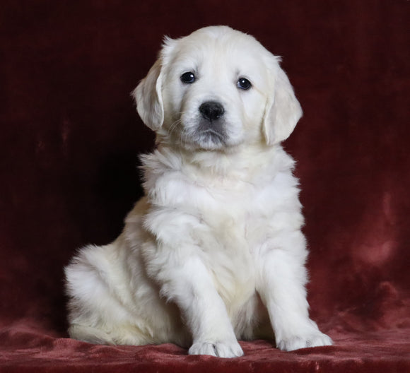 AKC Registered English Cream Golden Retriever For Sale Fredericksburg, OH Female- Peaches