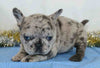 AKC Registered French Bulldog For Sale Wooster, OH Female- Pearl