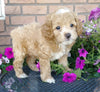 Cockapoo For Sale Millersburg, OH Male- Twinkie