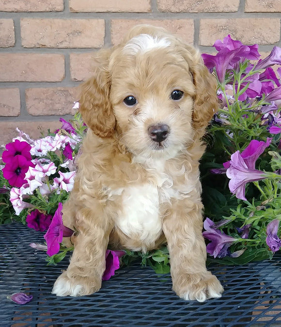 Cockapoo For Sale Millersburg, OH Male- Twinkie