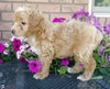 Cockapoo For Sale Millersburg, OH Male- Twinkie