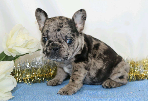 AKC Registered French Bulldog For Sale Wooster, OH Female- Penny