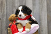 AKC Registered Bernese Mountain Dog For Sale Brinkhaven, OH Female- Penny