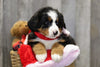 AKC Registered Bernese Mountain Dog For Sale Brinkhaven, OH Female- Penny