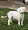 Mini F1BB Labradoodle For Sale Millersburg, OH Male- Zeke