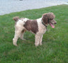 F1 Standard Labradoodle For Sale Millersburg, OH Male- Muddy