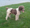 F1 Standard Labradoodle For Sale Millersburg, OH Female- Cloudy