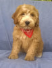 Mini Aussiedoodle For Sale Berlin, OH Female- Rosy *SALE PENDING*