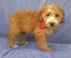 Mini Aussiedoodle For Sale Berlin, OH Female- Rosy *SALE PENDING*