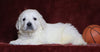 AKC Registered English Cream Golden Retriever For Sale Fredericksburg, OH Male- Pilot