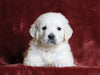 AKC Registered English Cream Golden Retriever For Sale Fredericksburg, OH Male- Pilot
