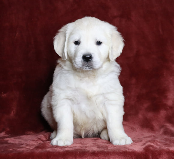 AKC Registered English Cream Golden Retriever For Sale Fredericksburg, OH Male- Pluto