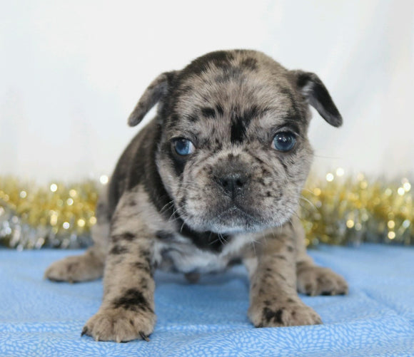 AKC Registered French Bulldog For Sale Wooster, OH Male- Pluto