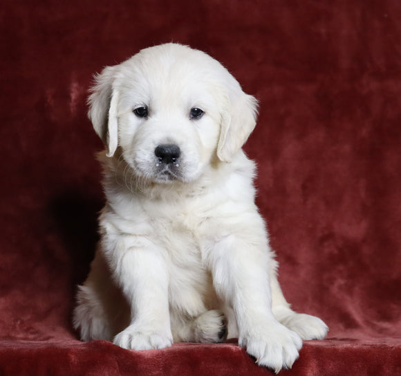 AKC Registered English Cream Golden Retriever For Sale Fredericksburg, OH Male- Polar