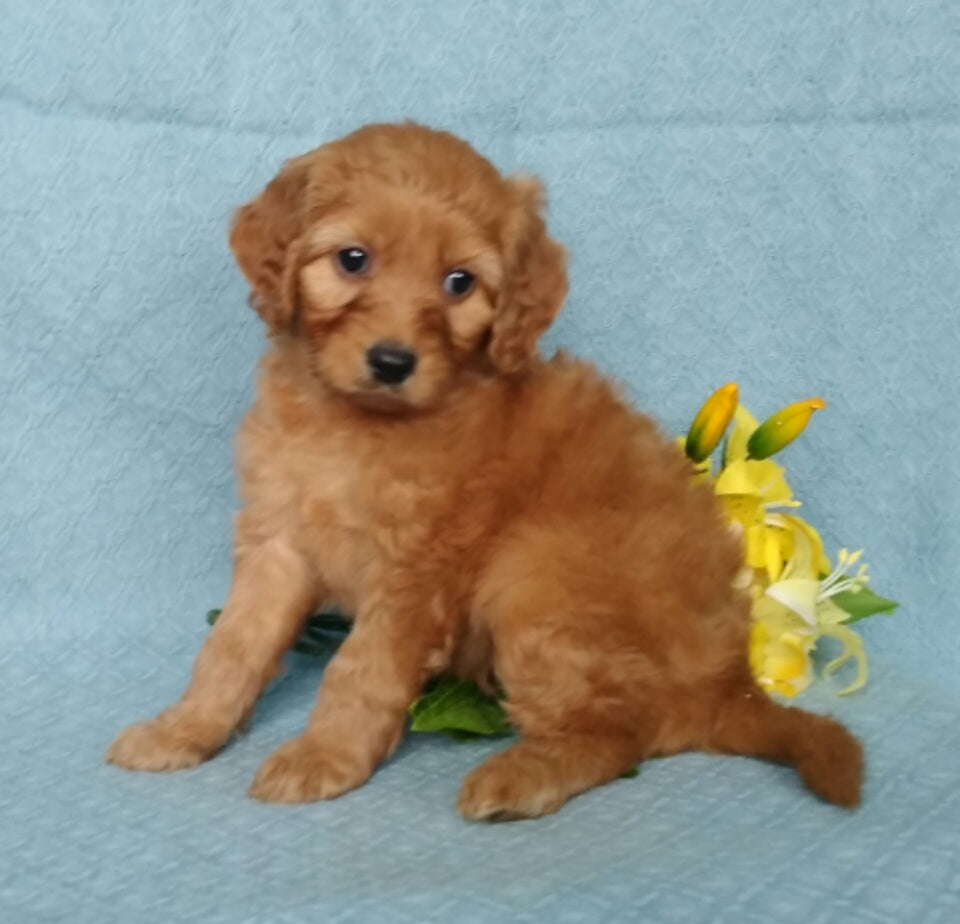 F1B Mini Labradoodle For Sale Millersburg, OH Female- Precious – AC ...