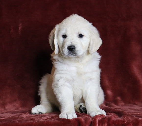 AKC Registered English Cream Golden Retriever For Sale Fredericksburg, OH Female- Precious