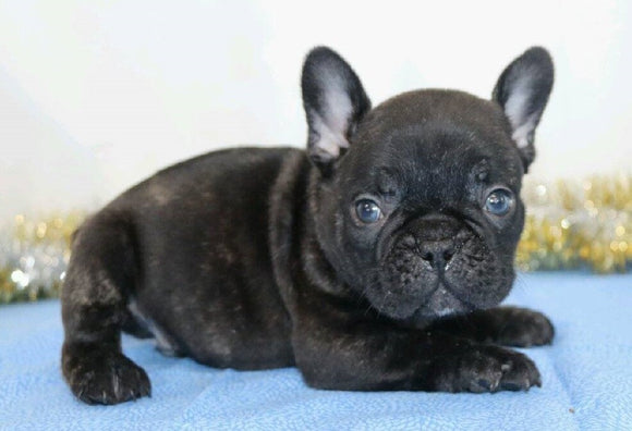 AKC Registered French Bulldog For Sale Wooster, OH Male- Prince
