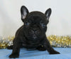 AKC Registered French Bulldog For Sale Wooster, OH Male- Prince