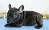 AKC Registered French Bulldog For Sale Wooster, OH Male- Prince