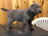 AKC Registered Silver Labrador Retriever For Sale Fredericksburg, OH Female- Princess
