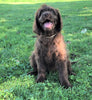 Labradoodle For Sale Sugarcreek, OH Female- Princess *Special Needs*