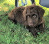 Labradoodle For Sale Sugarcreek, OH Female- Princess *Special Needs*