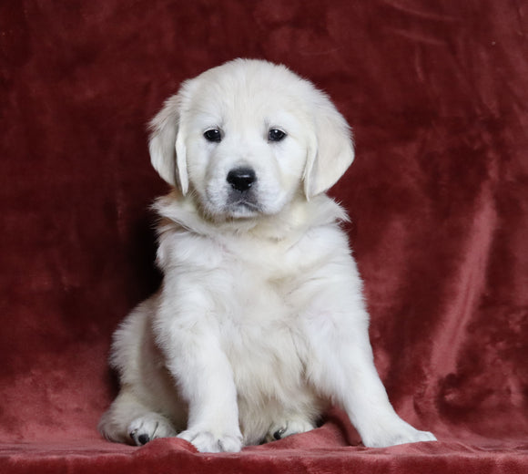 AKC Registered English Cream Golden Retriever For Sale Fredericksburg, OH Female- Princess