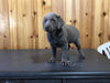 AKC Registered Silver Labrador Retriever For Sale Fredericksburg, OH Female- Princess
