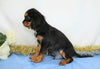 AKC Registered Cavalier King Charles Spaniel For Sale Wooster, OH Male- Quant