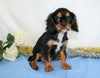 AKC Registered Cavalier King Charles Spaniel For Sale Wooster, OH Male- Quant