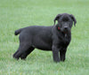 Rottweiler/ Lab Mix Puppy For Sale Fredericksburg, OH Female- Macey