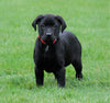 Rottweiler/ Lab Mix Puppy For Sale Fredericksburg, OH Female- Macey