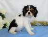 AKC Registered Cavalier King Charles Spaniel For Sale Wooster, OH Male- Quincy