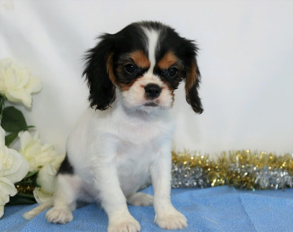AKC Registered Cavalier King Charles Spaniel For Sale Wooster, OH Male- Quincy