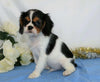 AKC Registered Cavalier King Charles Spaniel For Sale Wooster, OH Male- Quincy