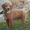 Mini F1B Labradoodle For Sale Millersburg OH Male-Mickey