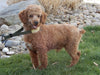 F1BB Mini Labradoodle For Sale Millersburg OH Male-Ezekial