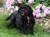 Mini Labradoodle For Sale Millersburg OH Female-Biscuit