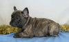AKC Registered French Bulldog For Sale Wooster, OH Female- Raine